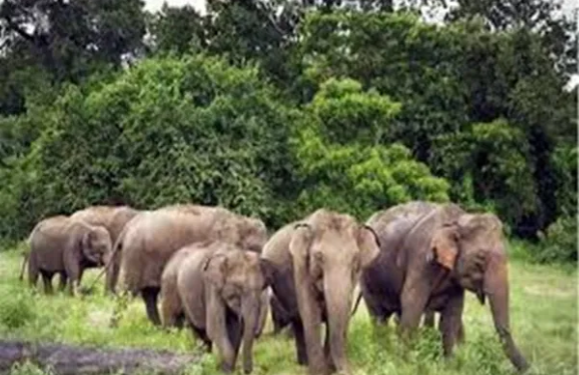 हजारीबाग में जंगली हाथियों का तांडव, दो दिनों में 7 लोगों की जान गई