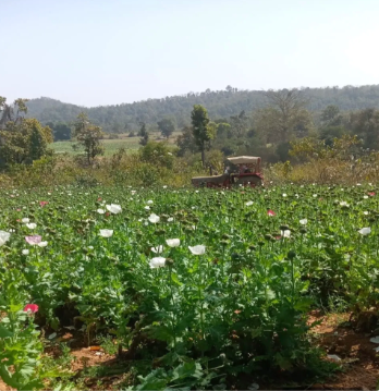 चतरा में 116 एकड़ में लगी अवैध अफीम की फसल तबाह, पुलिस का बड़ा ऑपरेशन