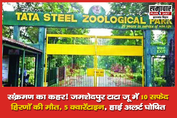 संक्रमण का कहर! जमशेदपुर टाटा जू में 10 सफेद हिरणों की मौत, 5 क्वारेंटाइन, हाई अलर्ट घोषित